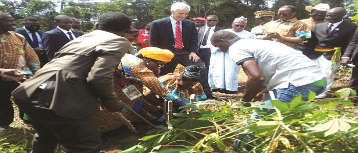 Production et transformation de manioc: l’expertise américaine sollicitée Production et transformation de manioc: l’expertise américaine sollicitée