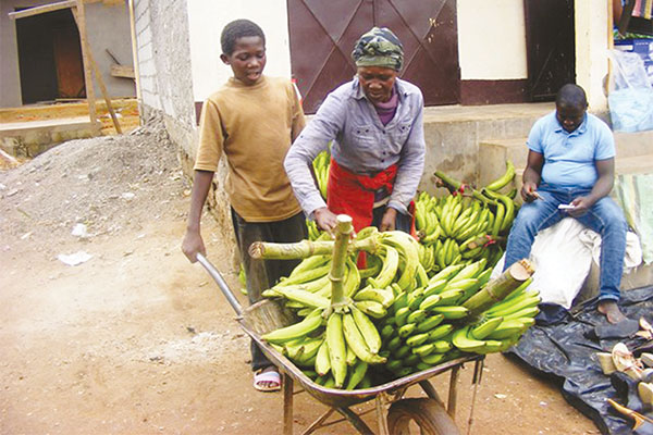 La brouette prend son envol dans les marchés d'Ebolowa La brouette prend son envol dans les marchés d'Ebolowa
