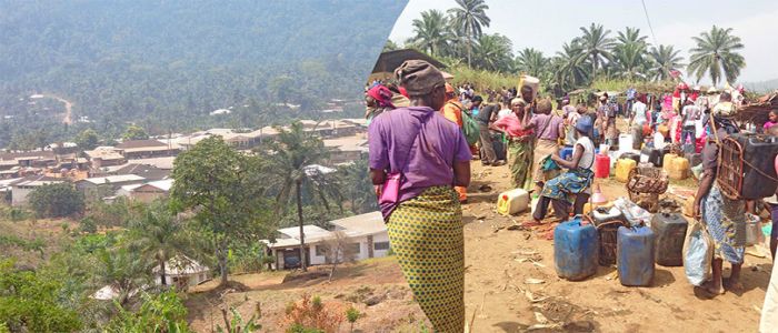 Widikum: Oil Palm is Gold!