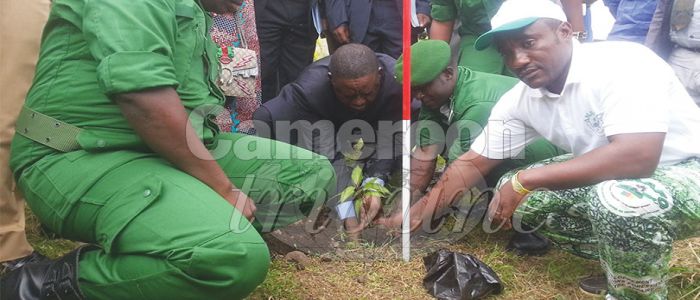 Reforestation: 5 000 Trees To Be Planted Reforestation: 5 000 Trees To Be Planted